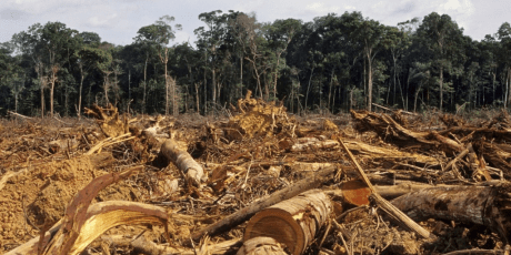1359_deforestation-amazon-1024x667_1_460x230
